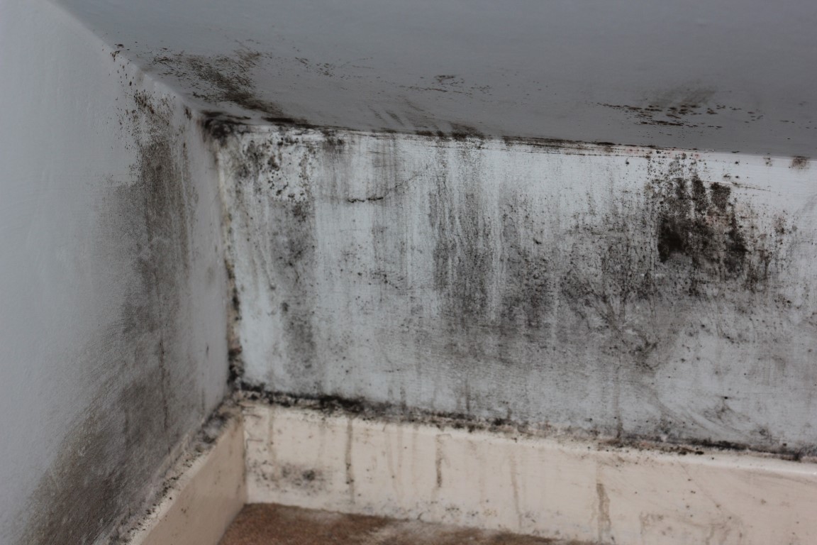 house mold