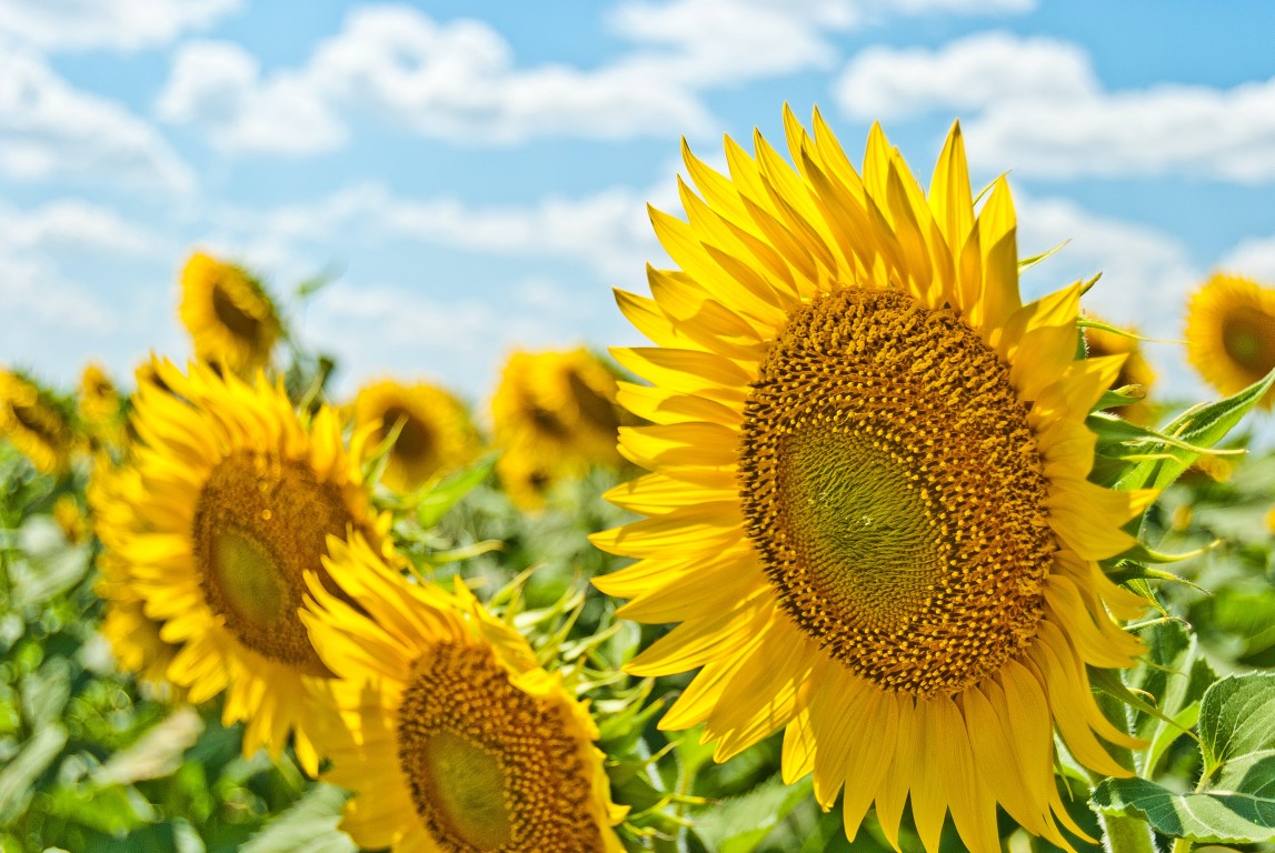 summer flowers